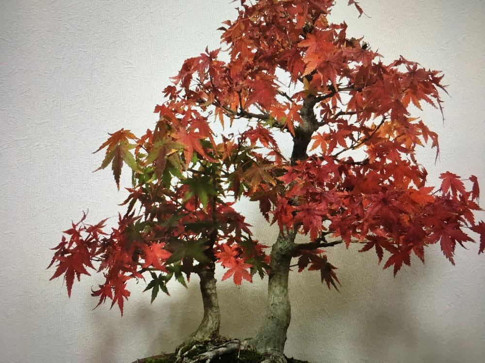 秋を感じるの投稿画像 By Htさん Gs映えとgs日和とカエデもみじと楓盆栽と綺麗な紅葉と紅葉 こうよう と盆栽と秋を感じてとカエデ盆栽 18月11月12日 Greensnap グリーンスナップ