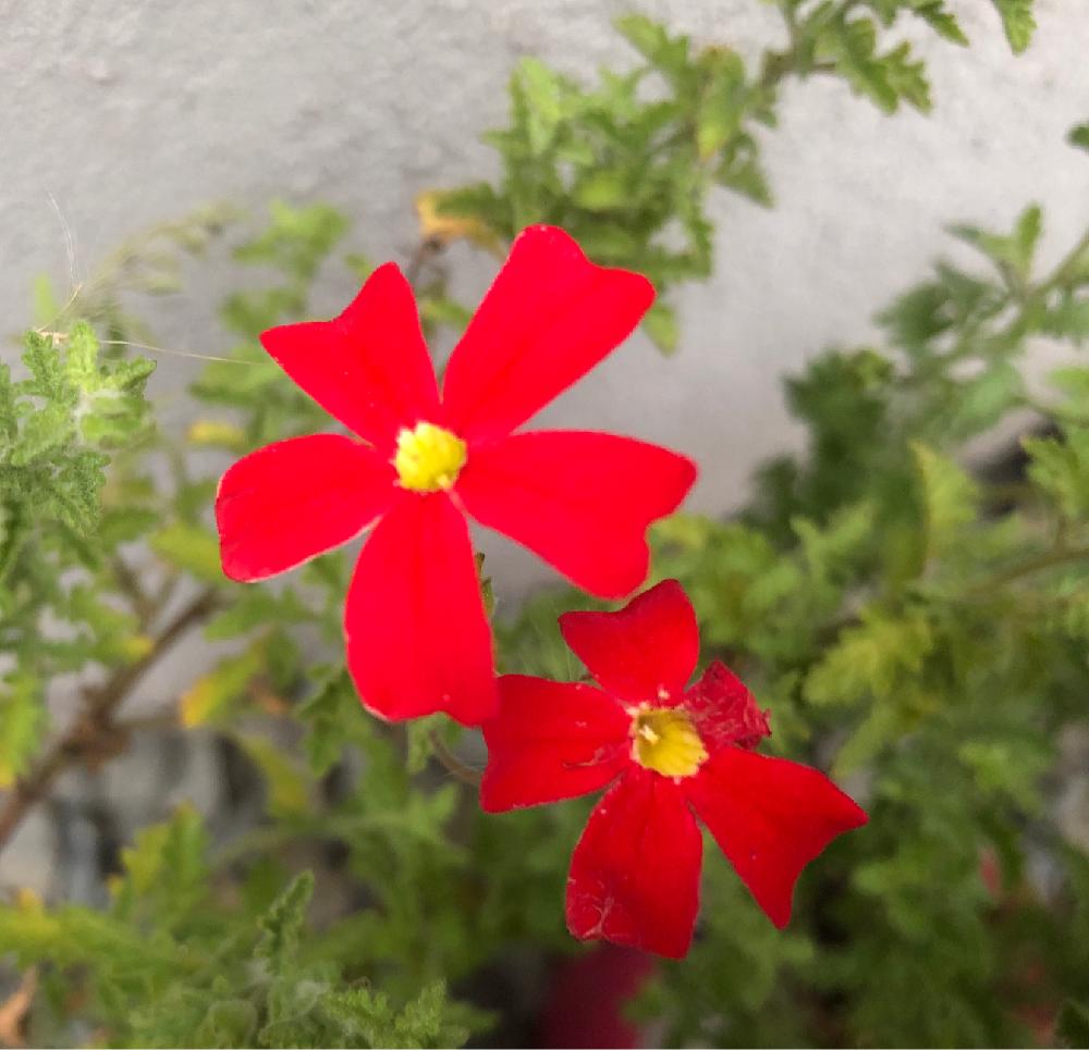 サンブリテニア スカーレットの投稿画像 By ぽむさん 赤い花とそろそろ終盤と花のある暮らし 18月11月12日 Greensnap グリーンスナップ