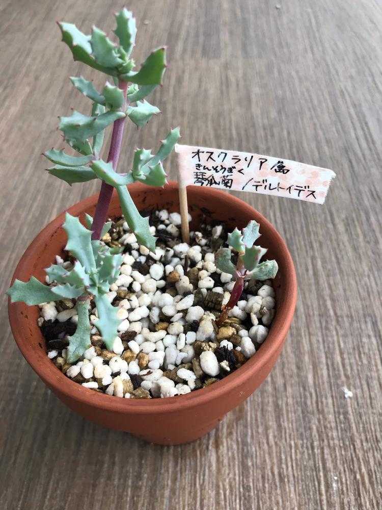 琴爪菊の成長記録_φ(・_・｜🍀GreenSnap（グリーンスナップ）