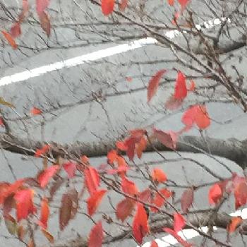 今日もたくさんありがとうの画像 by 淳 こさん | 秋の色あいと今日もたくさんありがとうと窓の外のさくらとひとりごと ひとりごととおつかれさまですと葉っぱを楽しむ季節