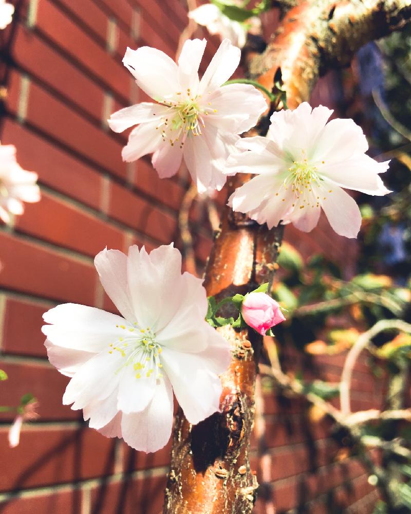 さくら サクラ 桜の投稿画像 By Fukunekomaruさん ジュウガツザクラと十月桜とピンクの花と秋の花とさくら 桜 サクラとiphone撮影と いいね ありがとうと樹木 18月11月12日 Greensnap グリーンスナップ