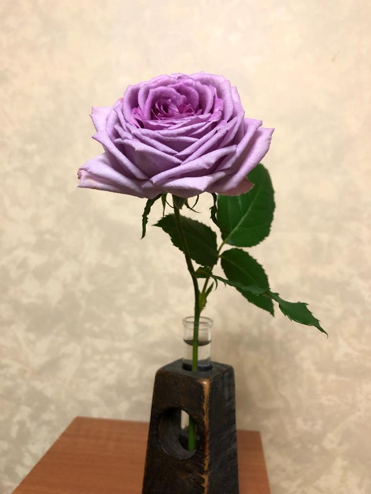 バラの投稿画像 By Shigeさん スマホ撮影と岩手県とばら バラ 薔薇と薔薇男子とラベンダー色のバラと鉢植えと花のある暮らしとばら 薔薇 バラとバラ ミニバラとバラ コティヨン 18月11月12日 Greensnap グリーンスナップ