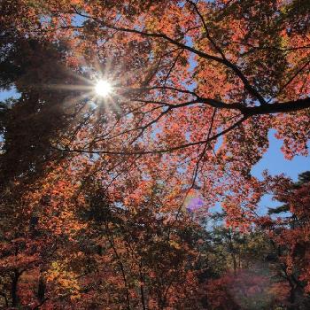 光芒の画像 by takosyaさん | お出かけ先とイチョウと過去picと逆光とファインダー越しの私の世界と秋の訪れと長瀞と景色と光芒と紅葉（こうよう）と花初心者と秋の風景