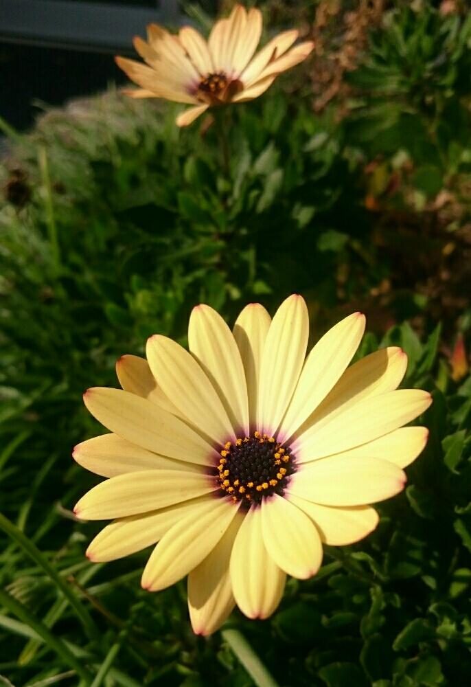 癒しの投稿画像 By もこちゅんさん かわいい花ときいろいお花とみつけた 18月11月12日 Greensnap グリーンスナップ