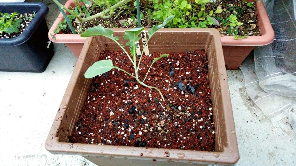 シュンギクの投稿画像 By あらしばさん ブロッコリーとタネまいた と苗を植えましたとプランターと自家製野菜と家庭菜園奮闘日記とコンパニオンプランツ 18月11月13日 Greensnap グリーンスナップ