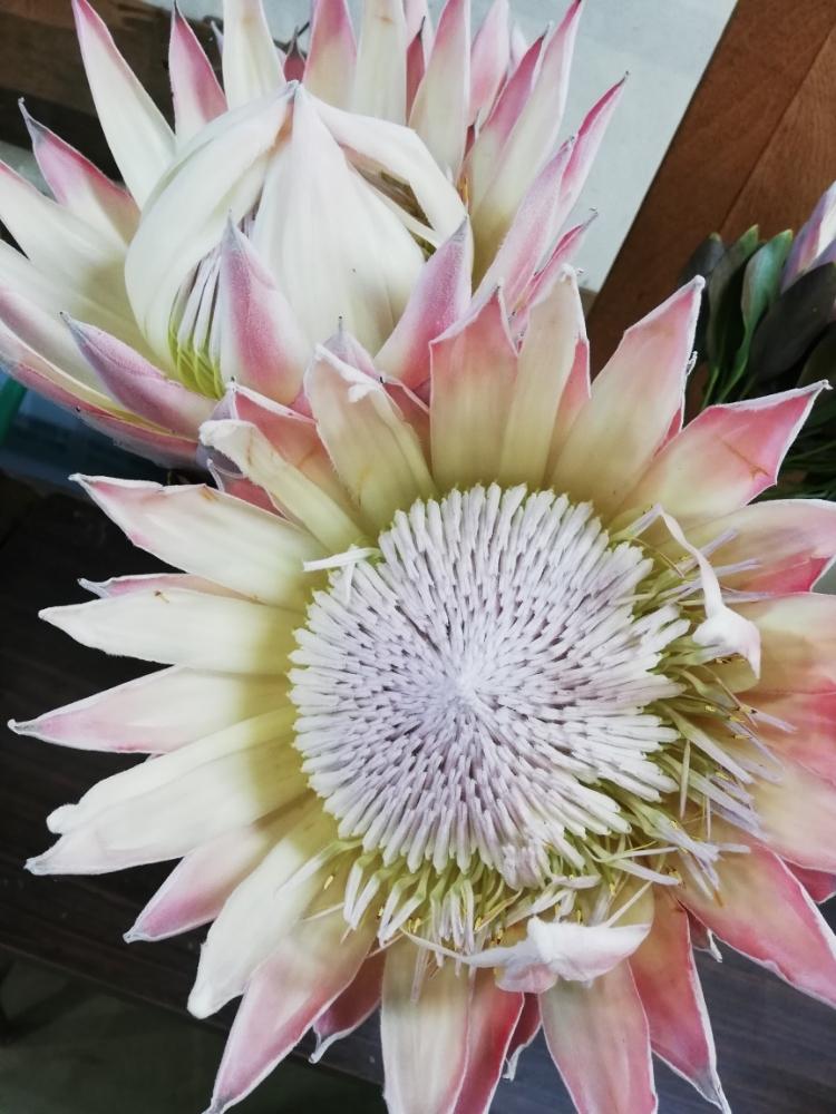 キングプロテアの投稿画像 By 松永種苗店 セメント町 さん 部屋と大きな花と綺麗と今日の一枚と大きな花と綺麗と今日の一枚 18月11月13日 Greensnap グリーンスナップ Greensnap グリーンスナップ キングプロテアの投稿画像 By 松永種苗店 セメント町 さん 部屋と大きな花と綺麗と今日の一枚と大きな花と綺麗と今日の一枚 18月11月13日 Greensnap グリーンスナップ Greensnap グリーンスナップ