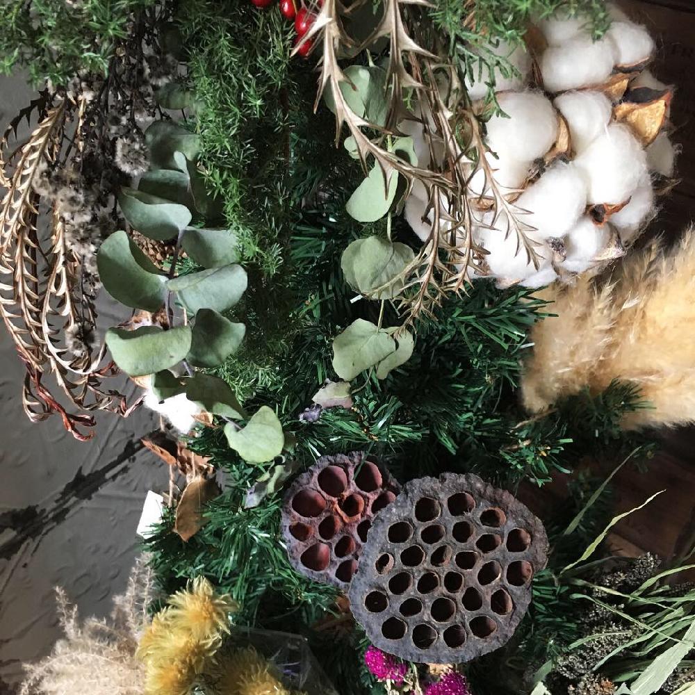 パンパスグラス の投稿画像 By Kenko1126さん コットンフラワー と蓮の実とドライフラワーとコットンフラワーボールとドライフラワーツリー とドライスワッグと インテリアグリーン フォトコンテスト18とユーカリドライと11月のツリー 18月11月13日