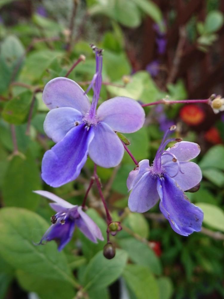 クレロデンドルム ブルーウィングの投稿画像 By フロちゃんさん テラスと花のある暮らしと青い花と鉢植えと花のある暮らしと青い花と鉢植え 18月11月13日 Greensnap グリーンスナップ Greensnap グリーンスナップ