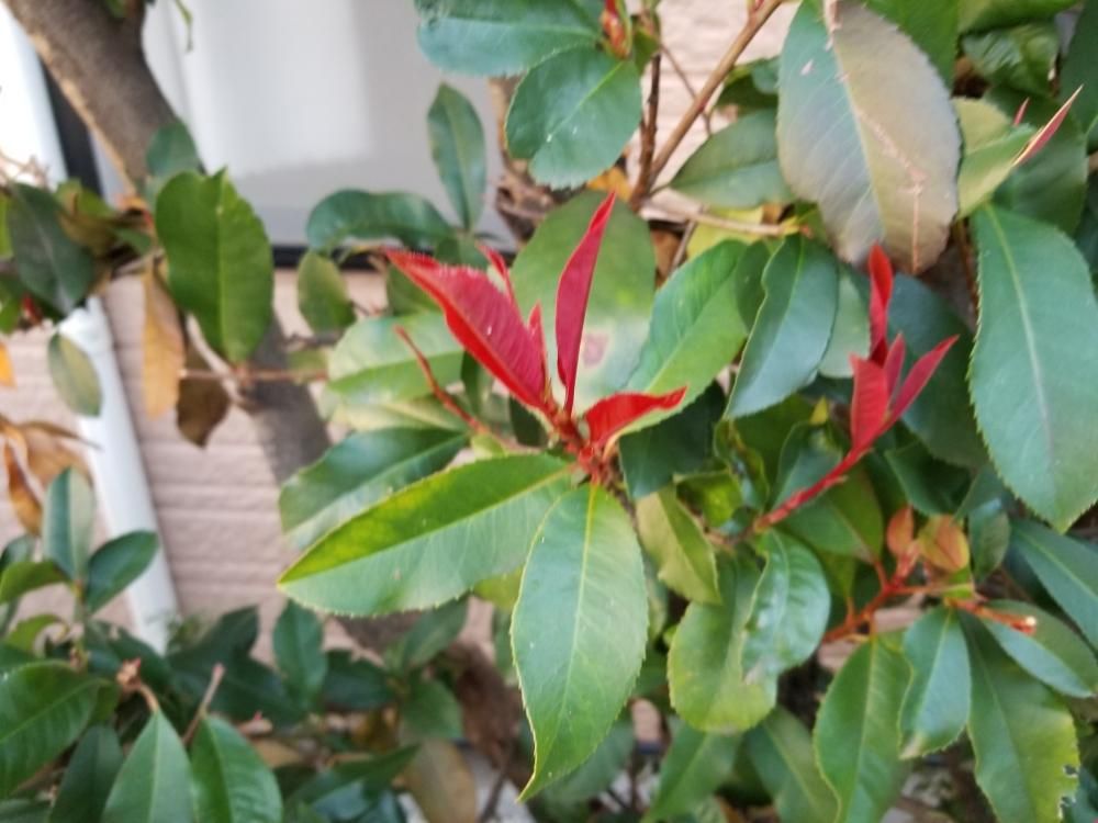 レッドロビン　鉢植え　葉