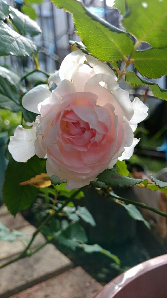 薔薇 みさきの投稿画像 By Ribuさん 小さな庭とバラ みさきと花のある暮らしとバラ みさきと花のある暮らし 18月11月13日 Greensnap グリーンスナップ Greensnap グリーンスナップ