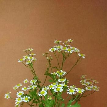 フラワーアレンジメント❀の画像 by yasuchanさん | 階段/廊下と職場に花をとフラワーアレンジメント❀と花のある暮らしといけばな