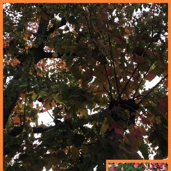 Novemberの画像 by ゆっちさん | お出かけ先とautumn★と秋色♪とNovemberと紅葉（こうよう）とスマホ撮りと深まる秋を楽しむ