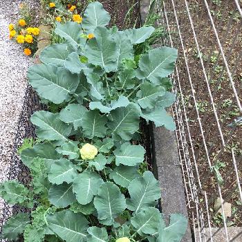 濃いケールの投稿画像一覧 Greensnap グリーンスナップ