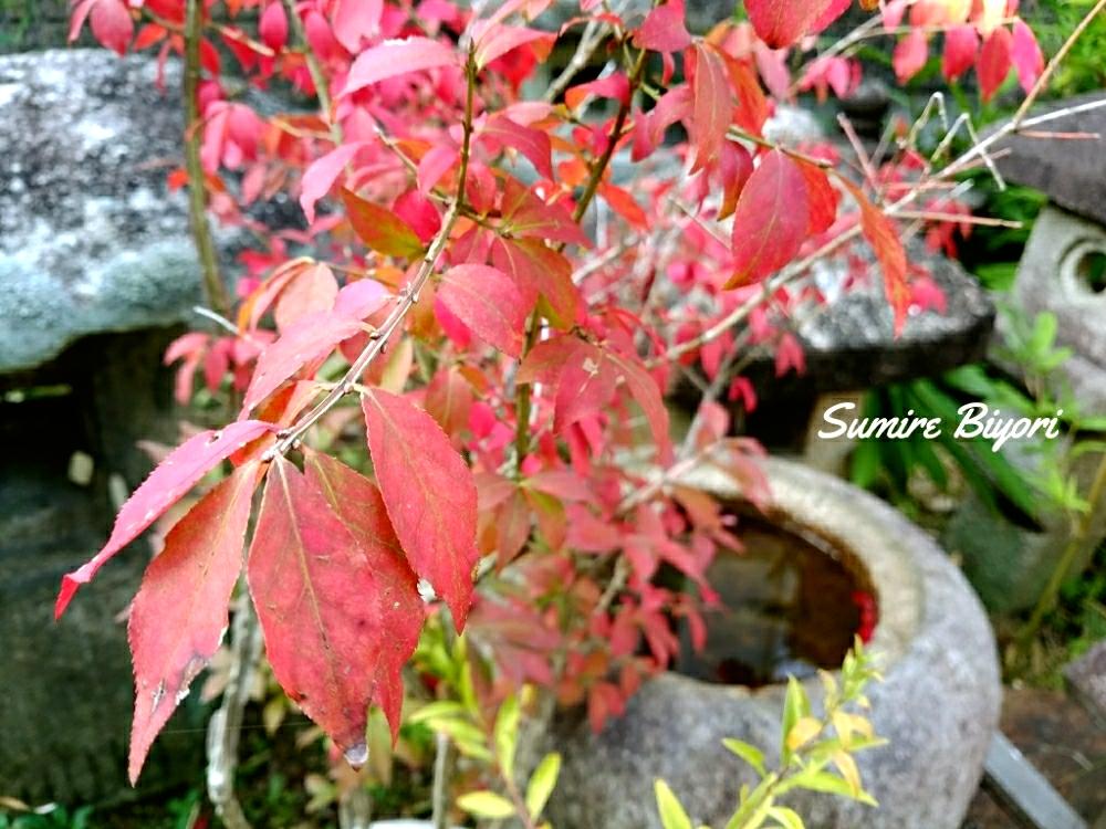 ニシキギの投稿画像 By すみれさん Junk Gardenと緑のある暮らしと紅葉 こうよう と赤い葉っぱ とナチュラルスタイルとガーデニングと落葉樹と落葉低木 18月11月14日 Greensnap グリーンスナップ