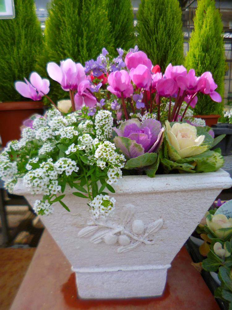 コニファーの投稿画像 By 有限会社テーブルガーデン篠原さん ガーデンシクラメンとアリッサムとハボタンと花のある暮らし 18月11月14日 Greensnap グリーンスナップ