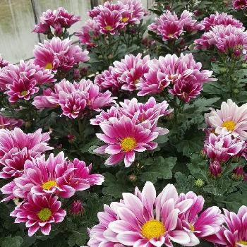 ポットマム うらら園芸の投稿画像一覧 Greensnap グリーンスナップ