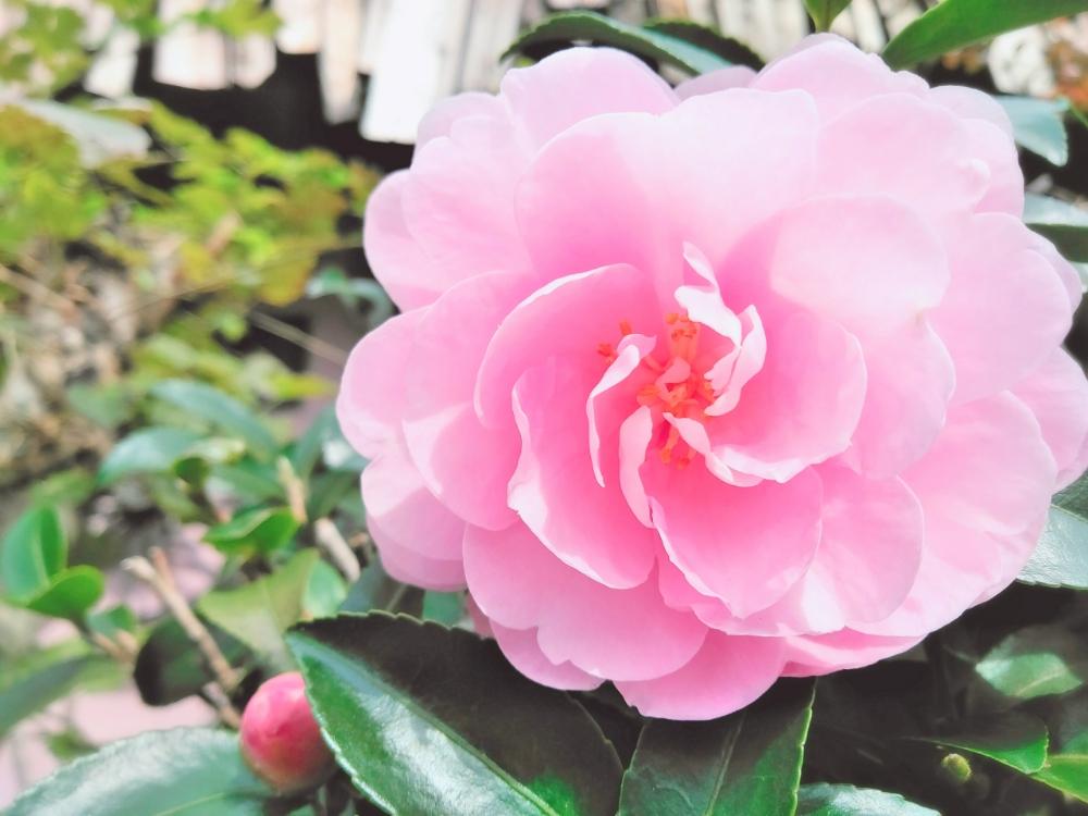 ピンクの花の投稿画像 By Yukoさん 季節の花と木の花と花のある暮らしとサザンカかな 18月11月14日 Greensnap グリーンスナップ