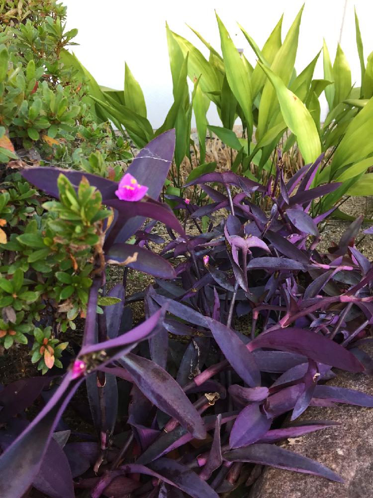 ムラサキゴテン パープルハート の投稿画像 By Kaoriさん 18月11月14日 Greensnap グリーンスナップ Greensnap グリーンスナップ