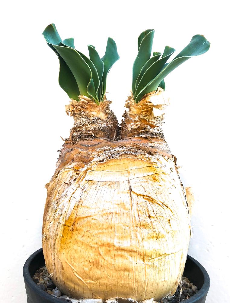 場所空けセール！ 発根管理中 ブーファン ハエマンソイデス ハエマント