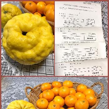 レモン　リスボンの画像 by Citrusさん | 小さな庭と温州みかんと獅子柚子とレモンの鉢植えと柑橘の鉢と柑橘類とみかんの木とレモン　リスボンと果樹鉢植えと温州ミカン