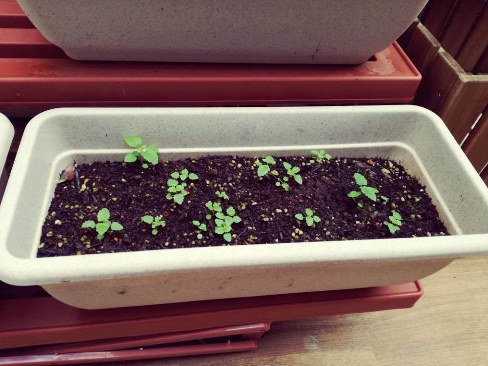 レモンバームの投稿画像 By クロノスケさん 初心者とハーブガーデンと虫除けハーブ 18月11月14日 Greensnap グリーンスナップ