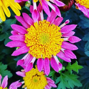 ポットマム うらら園芸の投稿画像一覧 Greensnap グリーンスナップ