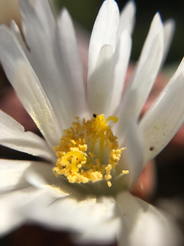 これまでで最高の花 リトープス 花言葉 すべての美しい花の画像