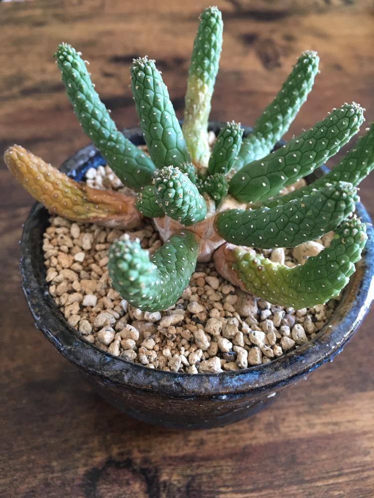 ユーフォルビアイネルミス 九頭龍の投稿画像 By ツチノコ太郎さん 多肉植物とユーフォルビア イネルミスと助けてください とみなさんおしえてと植中毒と変色とタニラーと珍奇植物とユーフォルビアとユーフォルビア 九頭竜 18月11月15日 Greensnap グリーン