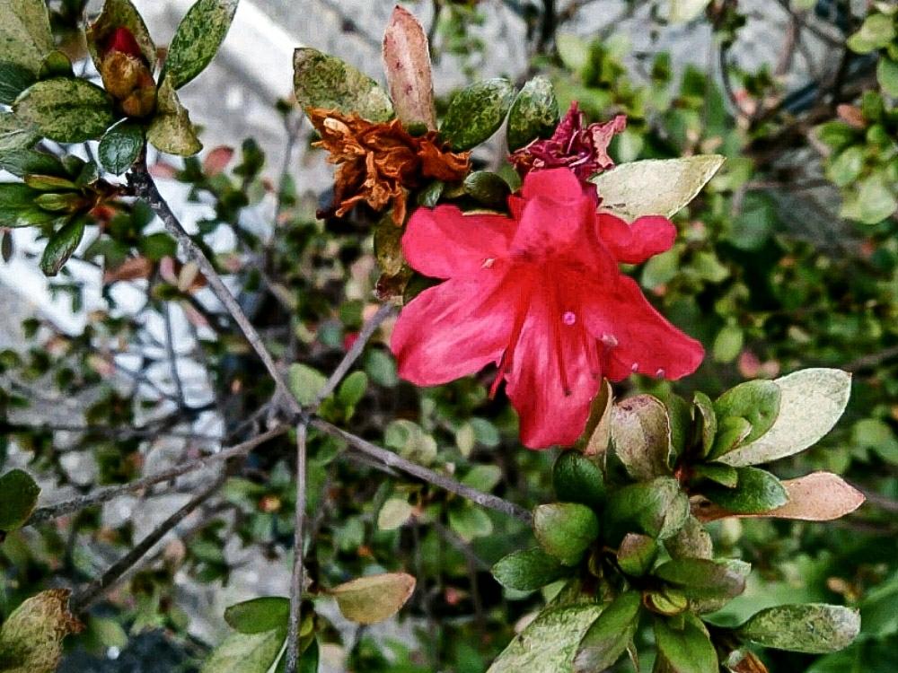 サツキの投稿画像 By Otoさん お出かけ先とボタニカルスポット18秋と徒花と秋の移ろいと秋咲きとボタニカルスポット18秋と徒花と秋の移ろいと秋咲き 18月11月15日 Greensnap グリーンスナップ Greensnap グリーンスナップ