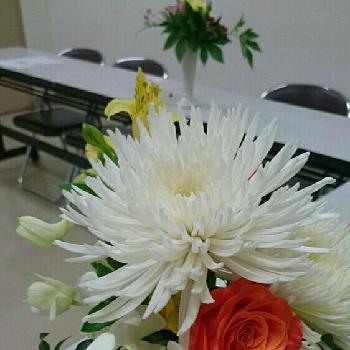 アナスタシアの白の投稿画像一覧 Greensnap グリーンスナップ