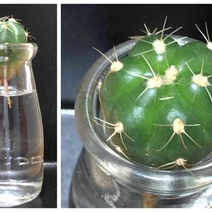 サボテン,サボテン科,サボテン水耕栽培,多肉のある暮らし,ダイソーサボテンの画像
