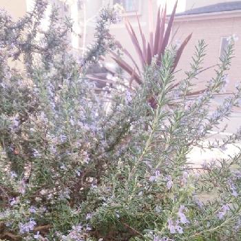 ローズマリー ロックウッドデフォレストの投稿画像一覧 Greensnap グリーンスナップ