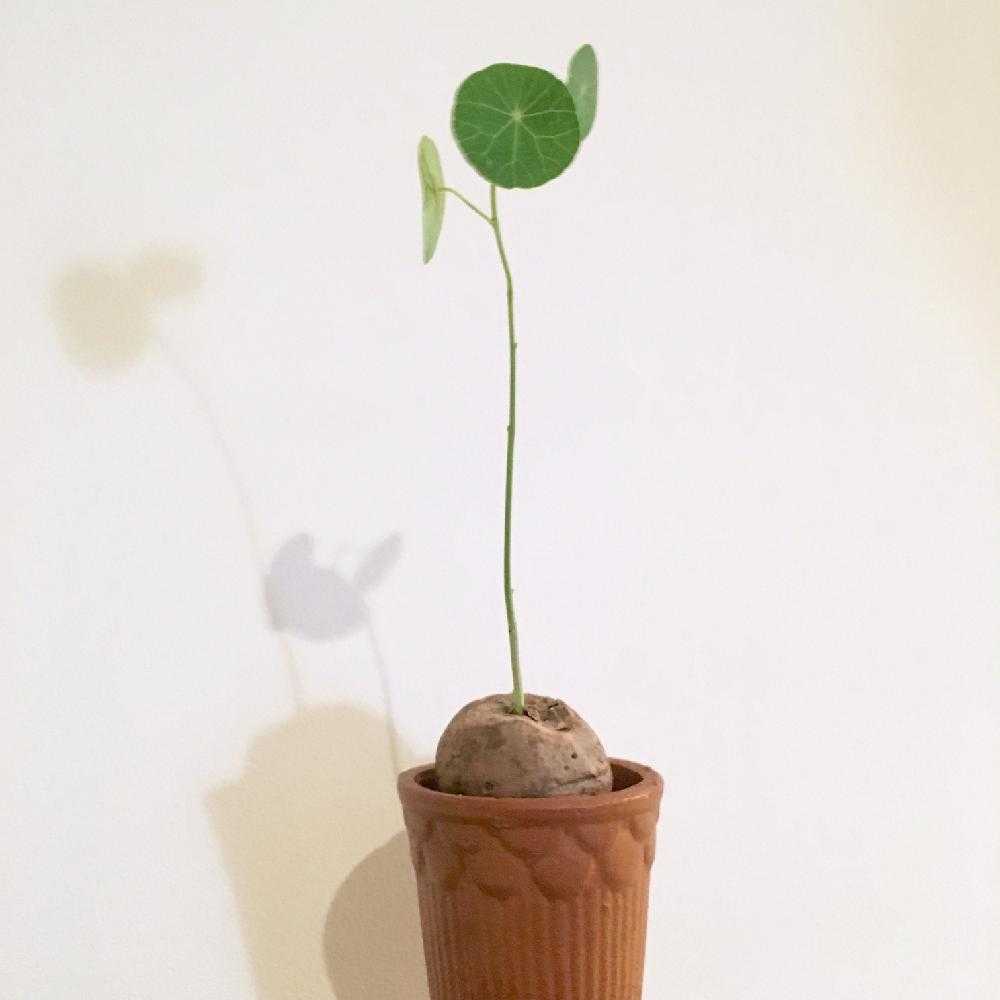 ステファニア エレクタの投稿画像 By ベルさん コーデックスと植中毒と塊根植物とステファニア属と丸い葉っぱ 18月11月15日 Greensnap グリーンスナップ