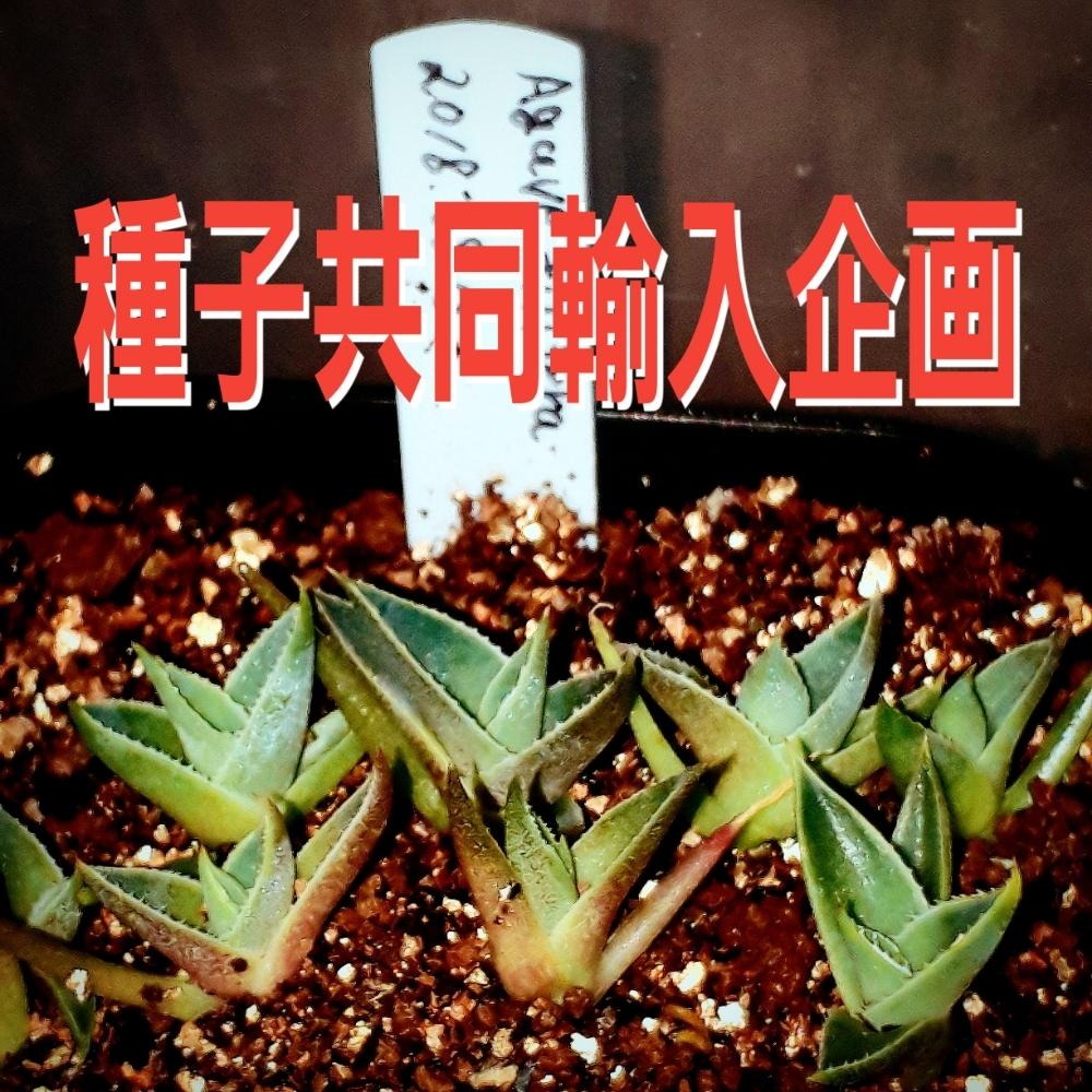 多肉植物の投稿画像 By むっとさん 共同輸入と輸入種子と多肉のある暮らしと秘密結社実生の会と三重県とアガベ実生と実生とやる気スイッチおじさん 18月11月16日 Greensnap グリーンスナップ