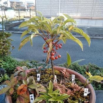 一両 十両 百両 千両 万両の投稿画像一覧 Greensnap グリーンスナップ