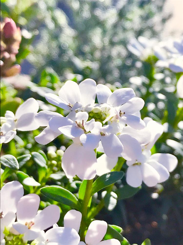 イベリス の投稿画像 By りりぃさん 白い花と冬から春へと寄せ植えとキラキラ とかわいいな と季節を楽しむと花と緑のある暮らしとgsのみなさんに感謝 18月11月16日 Greensnap グリーンスナップ