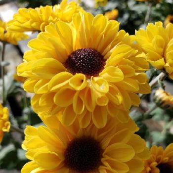 ポットマム うらら園芸の投稿画像一覧 Greensnap グリーンスナップ