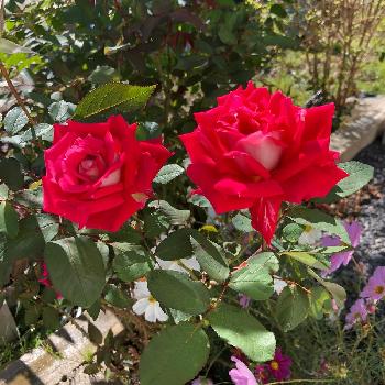 薔薇 ラブの画像 by もぃもぃさん | 小さな庭と薔薇 ラブと美人さん♡とお気に入り♡とGS映えと植中毒と緑のある暮らしときれいな色と花のある暮らし