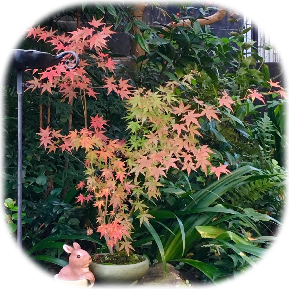 鉢植えの投稿画像 By まりもさん 庭木 花木と花のある暮らし 18月11月16日 Greensnap グリーンスナップ