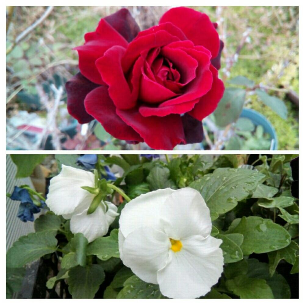 ベスト真っ赤 な バラ と 白い パンジー すべての美しい花の画像