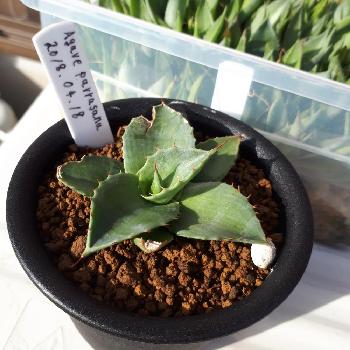 共同輸入の投稿画像一覧 Greensnap グリーンスナップ