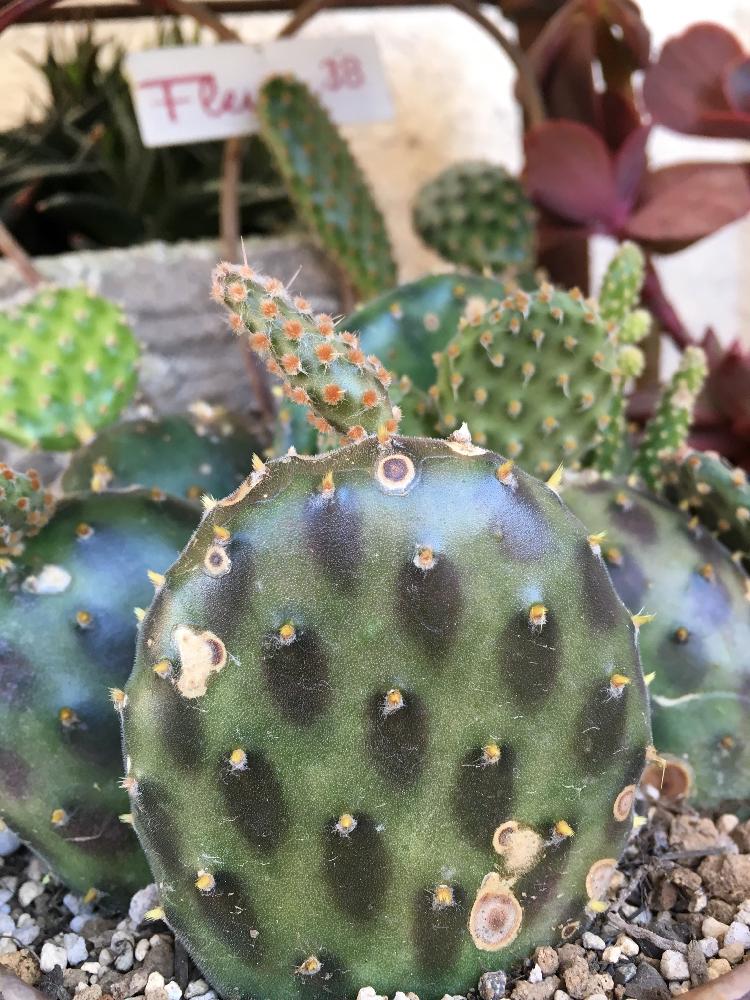 パンダ団扇の投稿画像 By Rinさん オプンチア ステノペタラと オプンチアとステノペタラとマイ コレクションとサボテン科とトゲトゲと癒しと ウチワサボテンと多肉女子と可愛い 18月11月16日 Greensnap グリーンスナップ