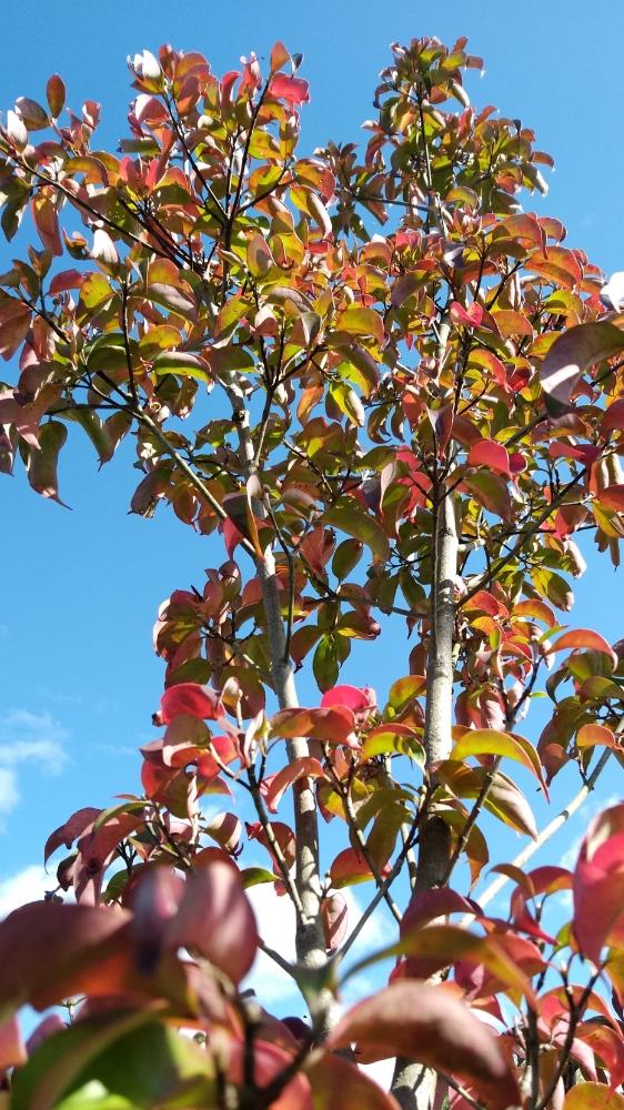 ジョウリョクヤマボウシの投稿画像 By くりぼうさん スマホ撮影と常緑樹と樹木と紅葉がきれいな木 と今日の一枚と紅葉 こうよう と庭木と庭のヤマボウシと和風の庭と赤い葉っぱとガーデニングと太陽の光を浴びてと青空 18月11月17日 Greensnap グリーンスナップ