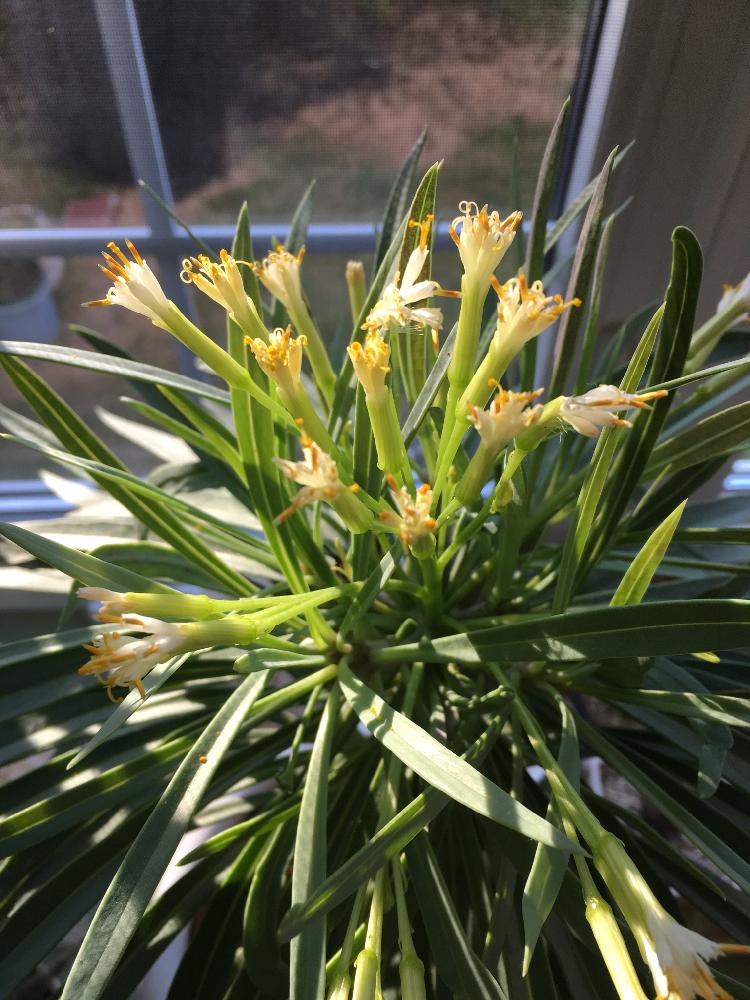 多肉植物の投稿画像 By Micooolさん 多肉大好きとタニラーと花のある暮らしとタニク初心者とタニクちゃんと多肉多肉多肉とモンキーツリー とバルコニストと多肉植物 多肉の有るくらし 18月11月17日 Greensnap グリーンスナップ