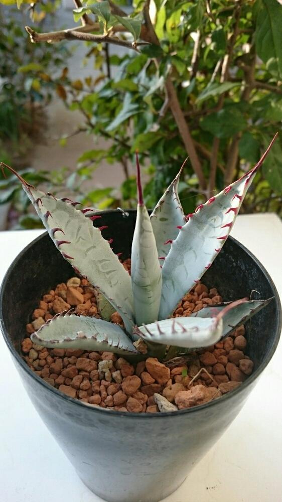 アガベ 屈原の舞扇の投稿画像 By Nanaminさん 多肉植物とアガベ 屈原の舞扇とアガベ パルメリー屈原の舞扇とアガベ 屈原の舞扇 とタニラーと アガベ属 18月11月17日 Greensnap グリーンスナップ