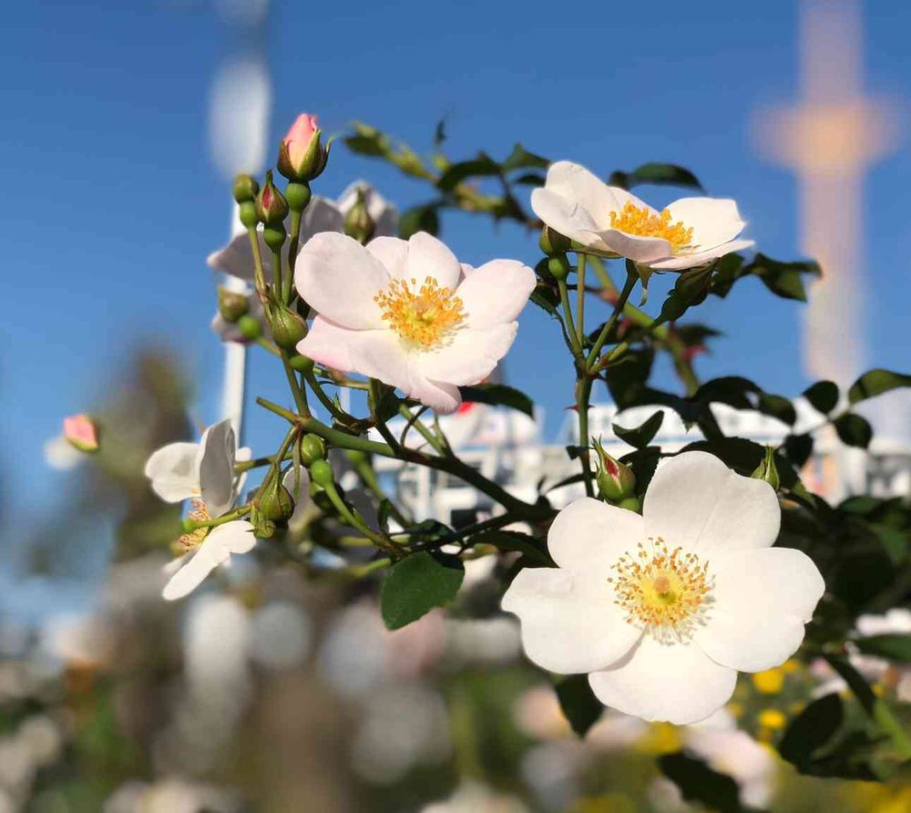 そあさんの山下公園への投稿