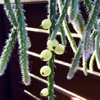 リプサリスホリダの投稿画像一覧 Greensnap グリーンスナップ