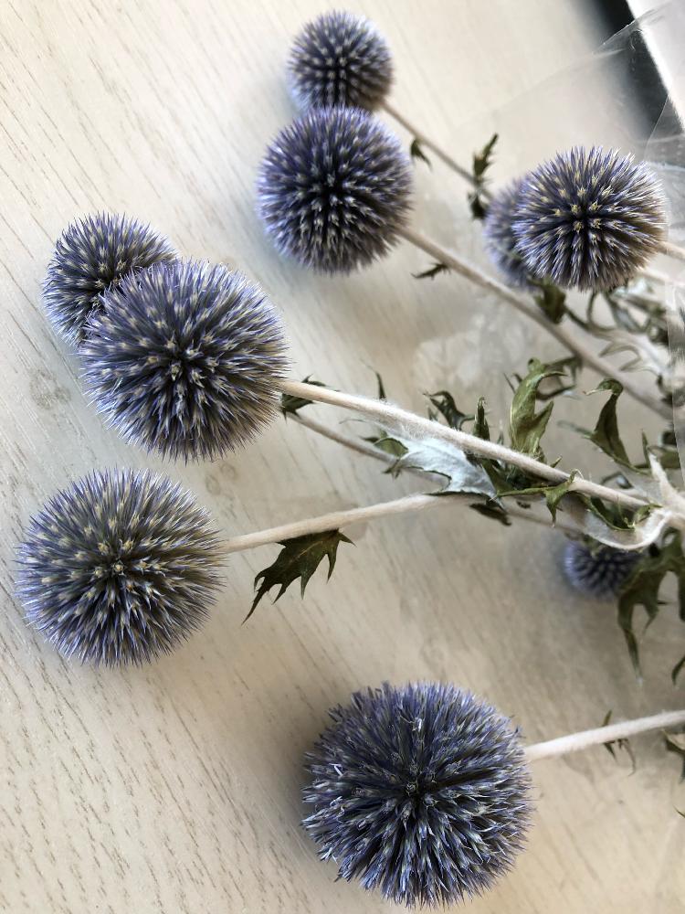 瑠璃玉アザミの投稿画像 By D Hashさん ナチュラルドライフラワーとフラワーレッスンとボタニカルライフと北の大地の恵みとナチュラルリースと ドライフラワーディスプレイと花のある暮らしとフラワーディスプレイと 山野草 フォトコンテスト 18秋 18月11月17日