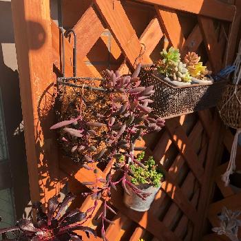 ニトリプランターキャリーの投稿画像一覧 Greensnap グリーンスナップ