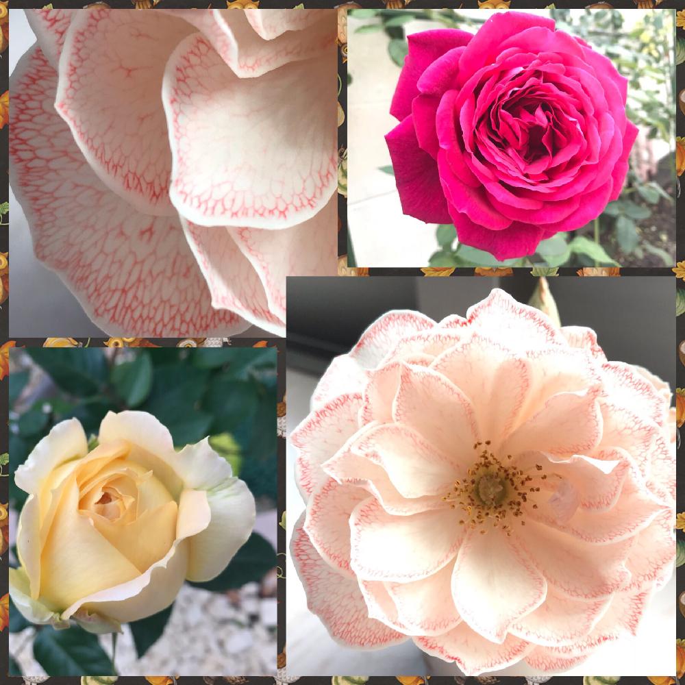 ゲーテローズの投稿画像 By しゅしゅさん キャラメルアンティークとアイスバーグと赤バラとばら バラ 薔薇とバラ 切り花と染め花と香りの良いバラと花のある暮らしとiphone撮影 18月11月17日 Greensnap グリーンスナップ